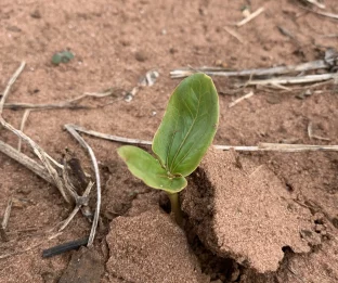 Castor bean sprout in Brazil